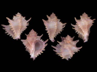 Pearly shells, from the ocean. (v.m.)