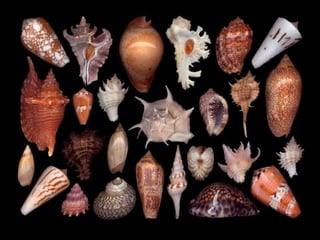 Pearly shells, from the ocean. (v.m.)