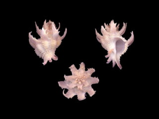 Pearly shells, from the ocean. (v.m.)