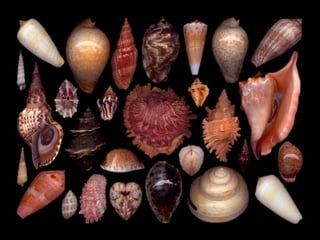 Pearly shells, from the ocean. (v.m.)