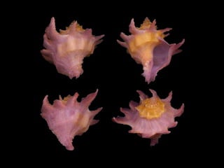 Pearly shells, from the ocean. (v.m.)