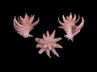 Pearly shells, from the ocean. (v.m.)