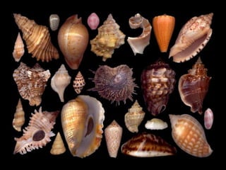 Pearly shells, from the ocean. (v.m.)