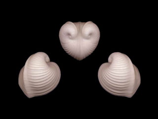 Pearly shells, from the ocean. (v.m.)