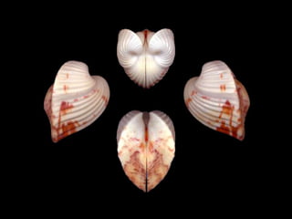 Pearly shells, from the ocean. (v.m.)