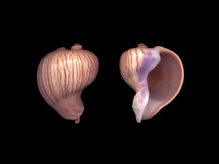 Pearly shells, from the ocean. (v.m.)