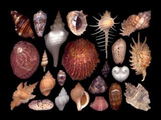 Pearly shells, from the ocean. (v.m.)