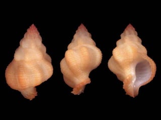 Pearly shells, from the ocean. (v.m.)