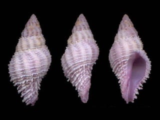 Pearly shells, from the ocean. (v.m.)