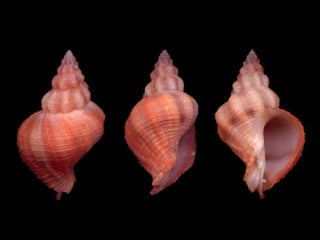 Pearly shells, from the ocean. (v.m.)