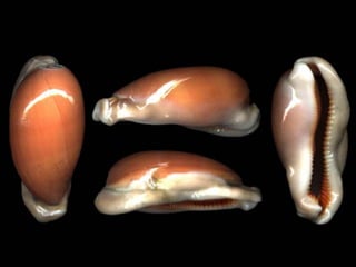 Pearly shells, from the ocean. (v.m.)