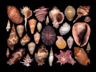 Pearly shells, from the ocean. (v.m.)