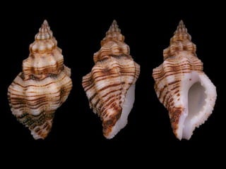 Pearly shells, from the ocean. (v.m.)