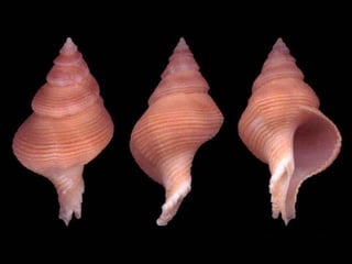 Pearly shells, from the ocean. (v.m.)