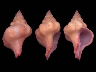 Pearly shells, from the ocean. (v.m.)