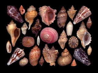 Pearly shells, from the ocean. (v.m.)