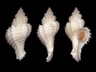 Pearly shells, from the ocean. (v.m.)