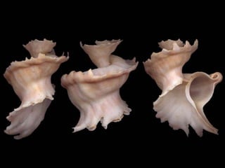 Pearly shells, from the ocean. (v.m.)