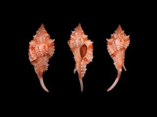 Pearly shells, from the ocean. (v.m.)