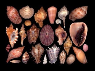 Pearly shells, from the ocean. (v.m.)