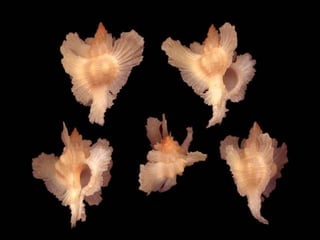 Pearly shells, from the ocean. (v.m.)