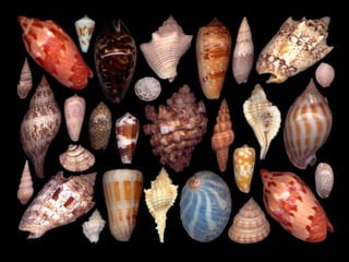 Pearly shells, from the ocean. (v.m.)