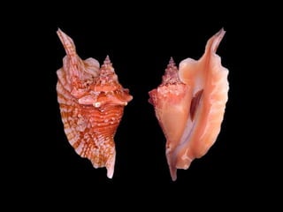 Pearly shells, from the ocean. (v.m.)