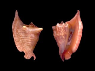 Pearly shells, from the ocean. (v.m.)