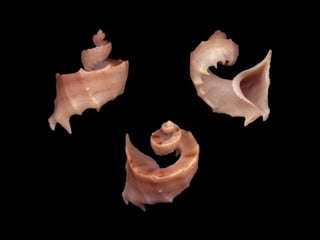 Pearly shells, from the ocean. (v.m.)