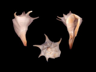 Pearly shells, from the ocean. (v.m.)