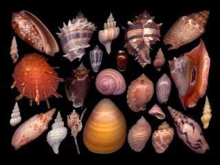 Pearly shells, from the ocean. (v.m.)