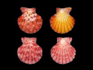 Pearly shells, from the ocean. (v.m.)