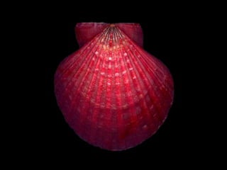 Pearly shells, from the ocean. (v.m.)