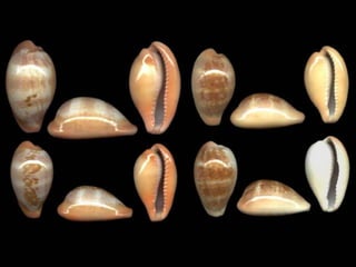 Pearly shells, from the ocean. (v.m.)