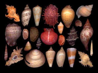 Pearly shells, from the ocean. (v.m.)