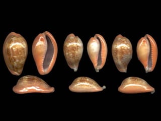 Pearly shells, from the ocean. (v.m.)