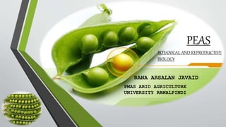 Javaid Rwp Peas (Botanical and Reproductive Biology) | PPTX