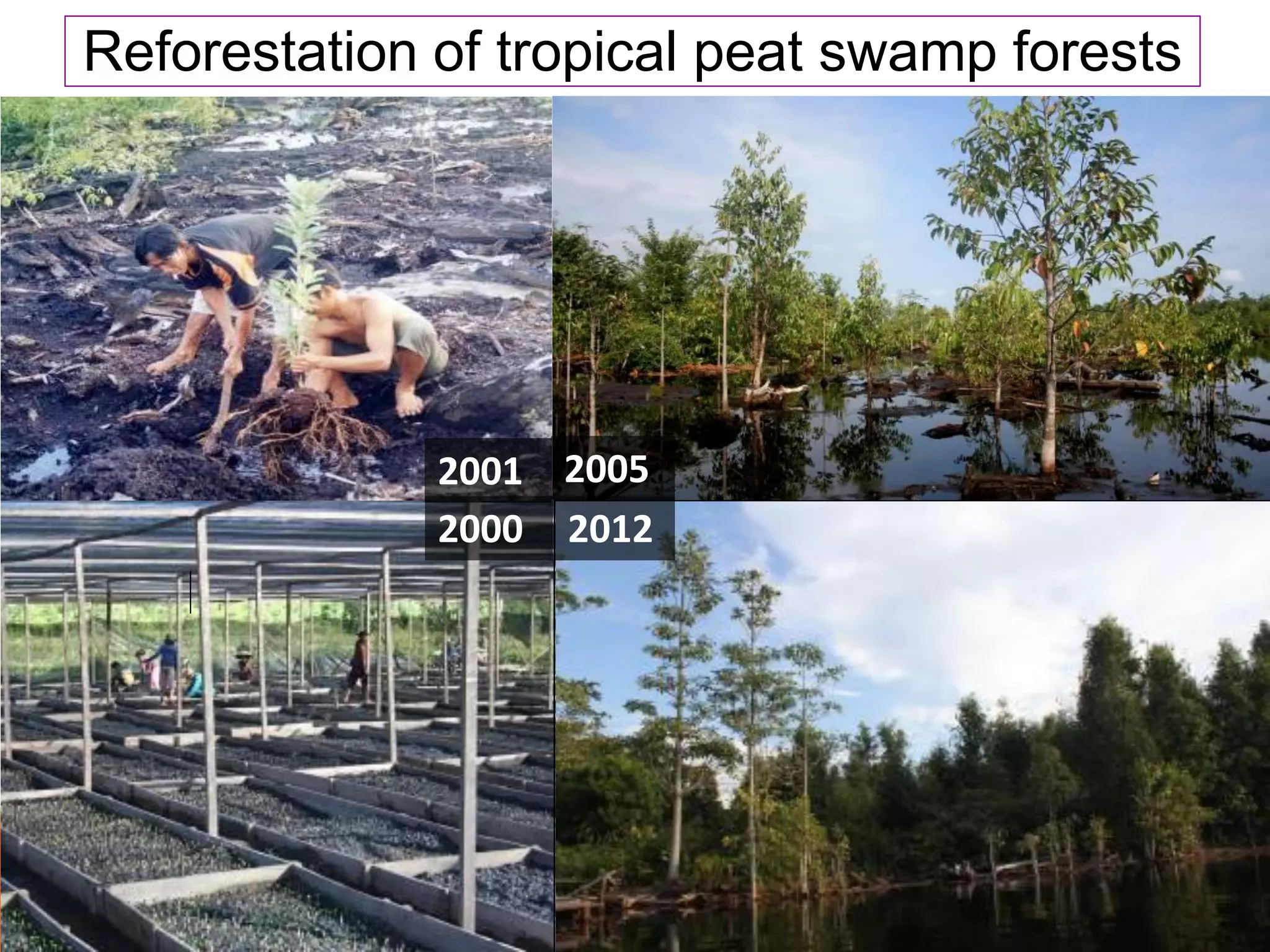 Reforestation of tropical peat swamp forests




              2001 2005
              2000 2012
 