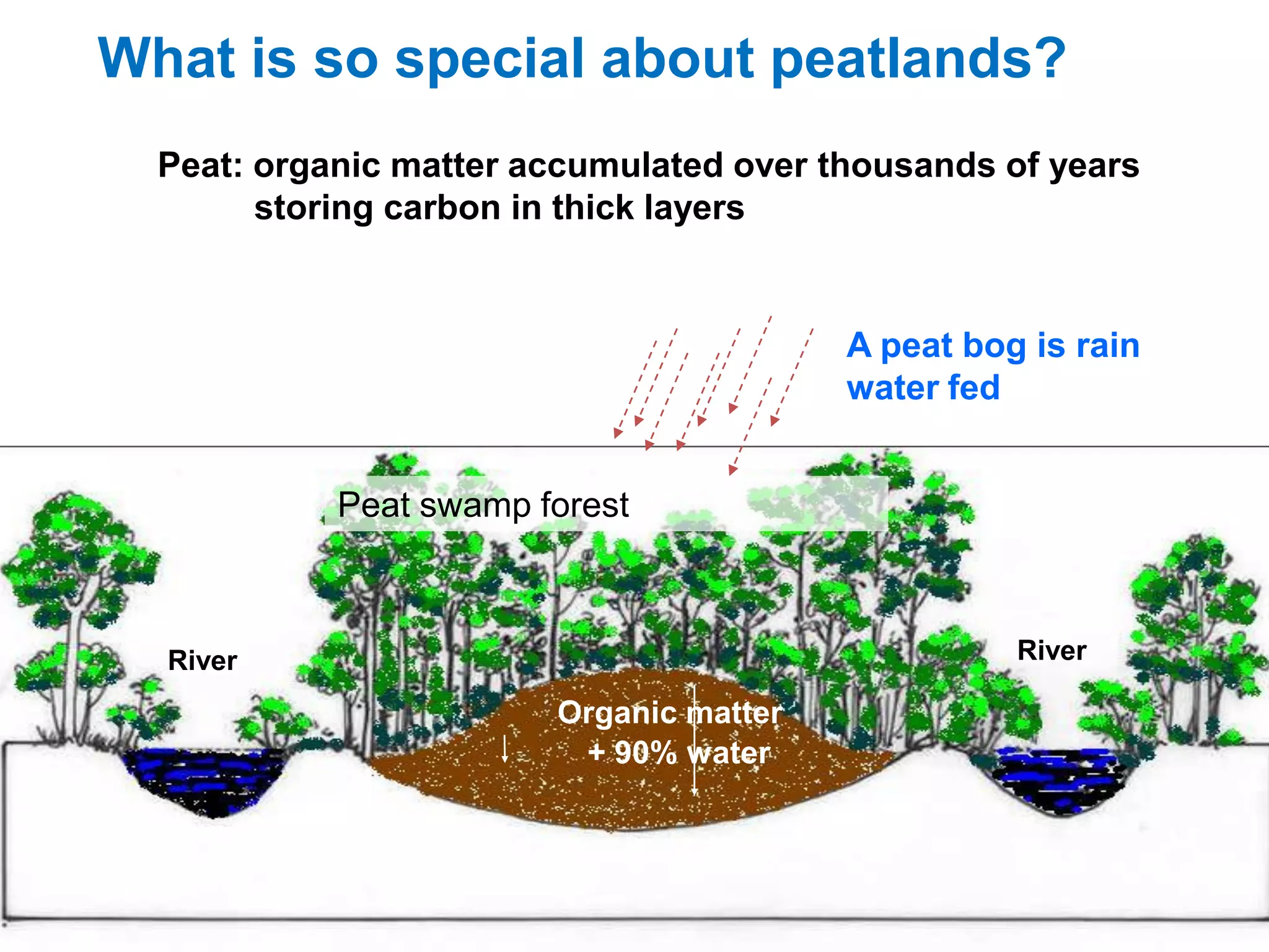 What is so special about peatlands?
  Peat: organic matter accumulated over thousands of years
        storing carbon in thick layers


                                          A peat bog is rain
                                          water fed


            Peat swamp forest



  River                                             River
                        Mineral Soil
                         Organic matter
                          + 90% water
 