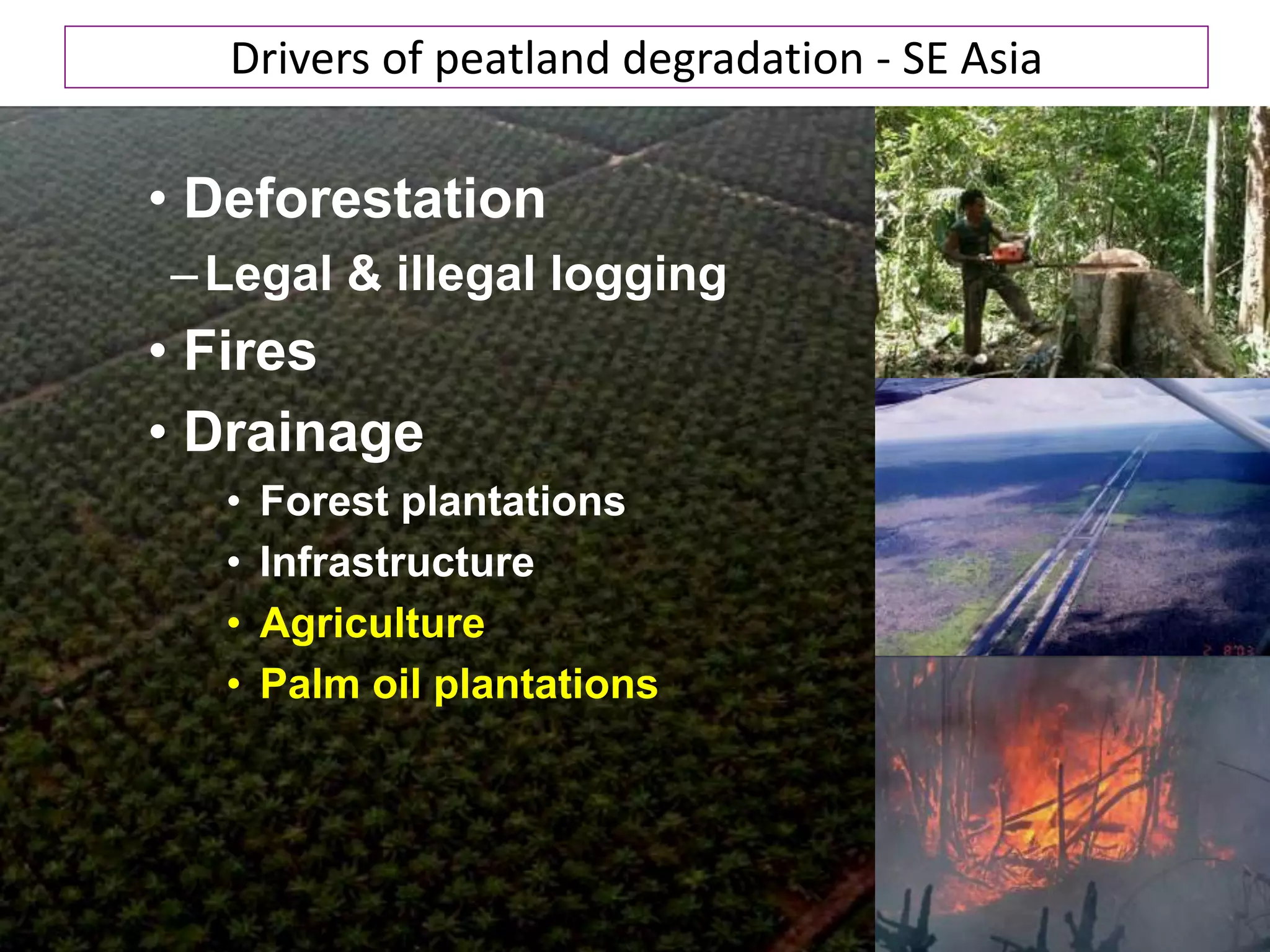 Drivers of peatland degradation - SE Asia

• Deforestation
– Legal & illegal logging
• Fires
• Drainage
  •   Forest plantations
  •   Infrastructure
  •   Agriculture
  •   Palm oil plantations
 