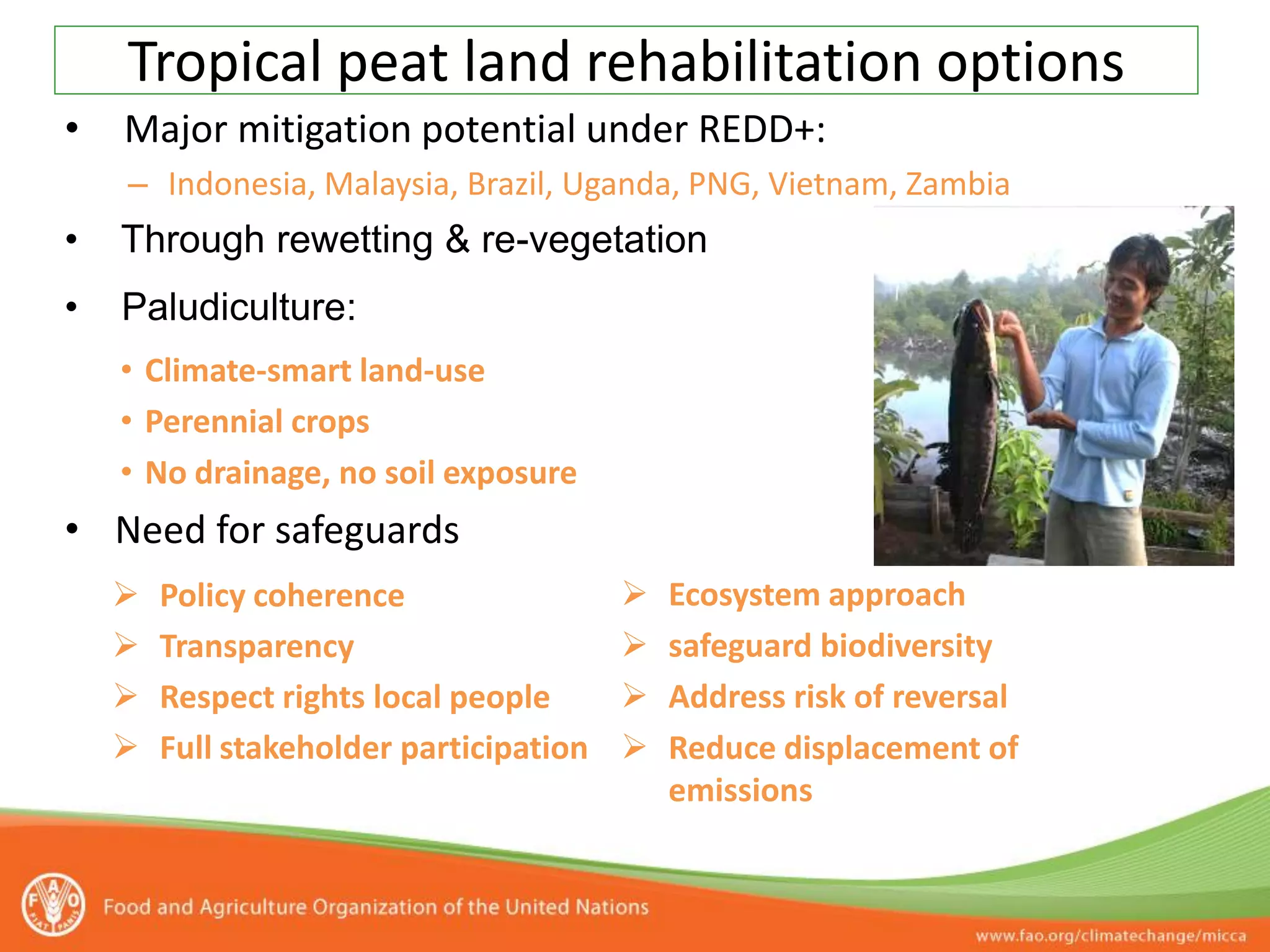 Tropical peat land rehabilitation options
•   Major mitigation potential under REDD+:
    – Indonesia, Malaysia, Brazil, Uganda, PNG, Vietnam, Zambia
•   Through rewetting & re-vegetation
•   Paludiculture:
    • Climate-smart land-use
    • Perennial crops
    • No drainage, no soil exposure
• Need for safeguards
       Policy coherence                    Ecosystem approach
       Transparency                        safeguard biodiversity
       Respect rights local people         Address risk of reversal
       Full stakeholder participation      Reduce displacement of
                                             emissions
 