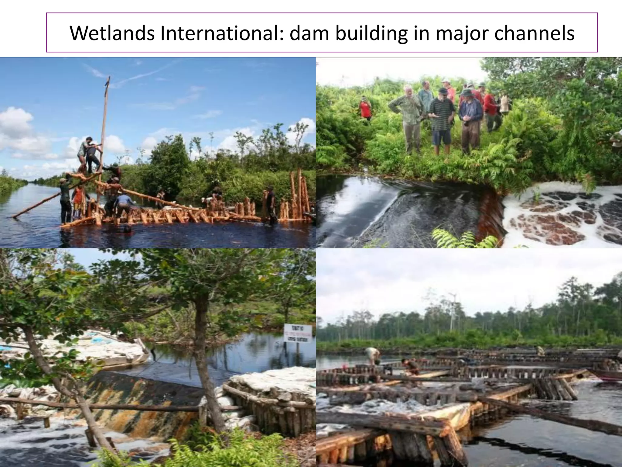 Wetlands International: dam building in major channels

• Rehabilitation projects in drained and degraded
  peatlands: aiming to bring water tables up to a level
  that peatswamp forest may be restored and carbon
  emissions stopped.
 