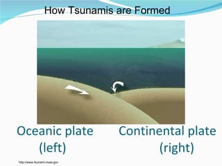 Oceanic plate  Continental plate  (left)   (right) How Tsunamis are Formed http://www.tsunami.noaa.gov 