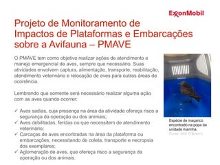 O PMAVE tem como objetivo realizar ações de atendimento e
manejo emergencial de aves, sempre que necessário. Suas
atividades envolvem captura, alimentação, transporte, reabilitação,
atendimento veterinário e relocação de aves para outras áreas de
ocorrência.
Lembrando que somente será necessário realizar alguma ação
com as aves quando ocorrer:
 Aves sadias, cuja presença na área da atividade ofereça risco a
segurança da operação ou dos animais;
 Aves debilitadas, feridas ou que necessitem de atendimento
veterinário;
 Carcaças de aves encontradas na área da plataforma ou
embarcações, necessitando de coleta, transporte e necropsia
dos exemplares;
 Aglomeração de aves, que ofereça risco a segurança da
operação ou dos animais.
Projeto de Monitoramento de
Impactos de Plataformas e Embarcações
sobre a Avifauna – PMAVE
Espécie de maçarico
encontrado na popa da
unidade marinha.
Fonte: Witt O’Brien’s
 