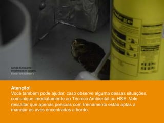 Atenção!
Você também pode ajudar, caso observe alguma dessas situações,
comunique imediatamente ao Técnico Ambiental ou HSE. Vale
ressaltar que apenas pessoas com treinamento estão aptas a
manejar as aves encontradas a bordo.
Técnico Ambiental realizando
monitoramento de biota.
Fonte: Witt O’Brien’s
Coruja-buraqueira
encontrada no casario.
Fonte: Witt O'Brien’s
 