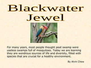 Blackwater Jewel For many years, most people thought peat swamp were useless swamps full of mosquitoes. Today we are learning they are wondrous sources of life and diversity, filled with species that are crucial for a healthy environment. By Alvin Chew 