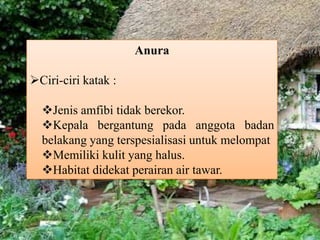 Anura
Ciri-ciri katak :
Jenis amfibi tidak berekor.
Kepala bergantung pada anggota badan
belakang yang terspesialisasi untuk melompat
Memiliki kulit yang halus.
Habitat didekat perairan air tawar.
 