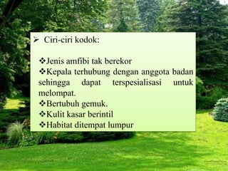  Ciri-ciri kodok:
Jenis amfibi tak berekor
Kepala terhubung dengan anggota badan
sehingga dapat terspesialisasi untuk
melompat.
Bertubuh gemuk.
Kulit kasar berintil
Habitat ditempat lumpur
 