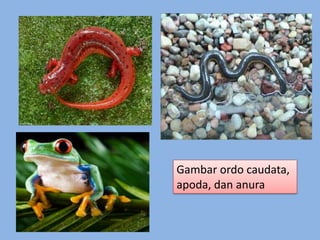 Gambar ordo caudata,
apoda, dan anura
 