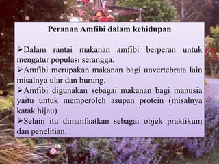 Peranan Amfibi dalam kehidupan
Dalam rantai makanan amfibi berperan untuk
mengatur populasi serangga.
Amfibi merupakan makanan bagi unvertebrata lain
misalnya ular dan burung.
Amfibi digunakan sebagai makanan bagi manusia
yaitu untuk memperoleh asupan protein (misalnya
katak hijau)
Selain itu dimanfaatkan sebagai objek praktikum
dan penelitian.
 